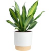 image:imageCosta Farms Dracaena Live Indoor Plant Easy Care Home DecorDracaena  Large 23 Feet Tall  in Decorative Plant Pot