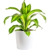 Dracaena  Large (2-3 Feet Tall)  in Modern Plant Pot