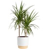 Dracaena  Large (3-4 Feet Tall)  in Decorative Plant Pot