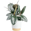 image:imageCosta Farms Fiddle Leaf Fig Live Indoor Plant Floor Plant Statement TreeBurgundy Rubber Tree  Large 23 Feet Tall  in Decorative Plant Pot