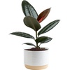 Burgundy Rubber Tree  Medium (1-2 Feet Tall)  in Decorative Planter