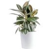 Ficus  Hand-Selected Variety  Large (2-3 Feet Tall)  in Decorative Plant Pot