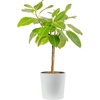 Ficus  Hand-Selected Variety  Large (3-4 Feet Tall)  in Decorative Plant Pot