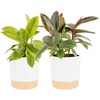 Ficus  Hand-Selected Variety  Medium (12 Inches Tall)  in Decorative Pot  2-Pack