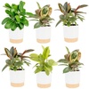Ficus  Hand-Selected Variety  Medium (12 Inches Tall)  in Decorative Pot  6-Pack