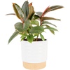 Ficus  Hand-Selected Variety  Medium (12 Inches Tall)  in Decorative Pot