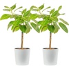 Ficus Audrey  Large (3-4 Feet Tall)  in Decorative Plant Pot  2-Pack