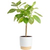 image:imageCosta Farms Fiddle Leaf Fig Live Indoor Plant Floor Plant Statement TreeFicus Audrey  Large 34 Feet Tall  in Decorative Plant Pot
