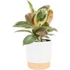 Ficus Tineke  Medium (12 Inches Tall)  in Decorative Plant Pot