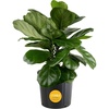 Fiddle Leaf Fig  Large (2-3 Feet Tall)  in Grow Pot