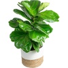 image:imageCosta Farms Fiddle Leaf Fig Live Indoor Plant Floor Plant Statement TreeFiddle Leaf Fig  Large 23 Feet Tall in Indoor Garden Planter