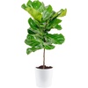 image:imageCosta Farms Fiddle Leaf Fig Live Indoor Plant Floor Plant Statement TreeFiddle Leaf Fig  Large 34 Feet Tall in Decorative Planter