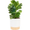 Fiddle Leaf Fig  Medium (12 Inches Tall)  in Decorative Plant Pot