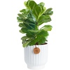 Fiddle Leaf Fig  Medium (12 Inches Tall)  in Decorative Planter