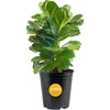 Fiddle Leaf Fig  Medium (12 Inches Tall)  in Grow Pot