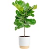 image:imageCosta Farms Fiddle Leaf Fig Live Indoor Plant Floor Plant Statement TreeIndoor Dcor Plant Pot