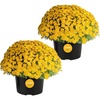 image:imageCosta Farms Garden Mums Live Outdoor Plant Fall Flowers Porch DecorYellow Mums