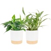 Pothos Plant  Medium (10-12 Inches Tall)  in Decorative Plant Pot  2-Pack