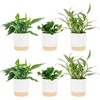 Pothos Plant  Medium (10-12 Inches Tall)  in Decorative Plant Pot  6-Pack