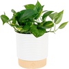 Pothos Plant  Medium (10-12 Inches Tall)  in Decorative Plant Pot