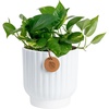 Pothos Plant  Medium (10-12 Inches Tall)  in Decorative Planter