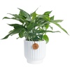Pothos Plant  Medium (10-12 Inches Tall)  in Indoor Décor Plant Pot