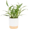 image:imageCosta Farms Golden Pothos Live Indoor Plant Trailing Vine Air PurifyingPothos Plant  Medium 1012 Inches Tall  in Indoor Dcor Pot