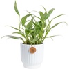 image:imageCosta Farms Golden Pothos Live Indoor Plant Trailing Vine Air PurifyingPothos Plant  Medium 1012 Inches Tall  in Modern Dcor Planter