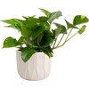 Pothos Plant  Small (8-12 Inches Tall)  in Décor Planter