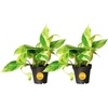 Pothos Plant  Small (8-12 Inches Tall)  in Grow Pot  2-Pack