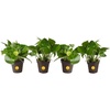 Pothos Plant  Small (8-12 Inches Tall)  in Grow Pot  4-Pack