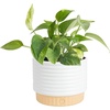 Pothos Plant  Small (8-12 Inches Tall)  in Indoor Plant Pot