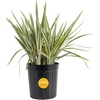 image:imageCosta Farms Ixora Live Outdoor Plant Easy Care Home DecorDianella Flax Lily  Large 23 Feet Tall  Blue Flowers