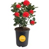 image:imageCosta Farms Ixora Live Outdoor Plant Easy Care Home DecorIxora Maui Red  Medium 23 Feet Tall  Red Flowers