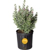 Texas Sage  Large (1-2 Feet Tall)  Purple Flowers