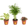 image:imageCosta Farms Live Indoor House Plants Live Indoor Plant Easy CareGrower Pot 3Pack
