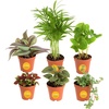 image:imageCosta Farms Live Indoor House Plants Live Indoor Plant Easy CareGrower Pot 6Pack