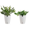 image:imageCosta Farms Live Indoor House Plants Live Indoor Plant Easy CareSelfWatering Plant Pot 2Pack