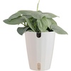 image:imageCosta Farms Live Indoor House Plants Live Indoor Plant Easy CareSelfWatering Plant Pot