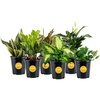 image:imageCosta Farms Live Indoor Houseplant Pack Live Indoor Plants Easy CareMedium 1216 Inches Tall