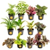 image:imageCosta Farms Live Indoor Houseplant Pack Live Indoor Plants Easy CareMini 4 Inches Tall