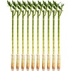 image:imageCosta Farms Lucky Bamboo Live Indoor Plant Easy Care Home DecorStalks