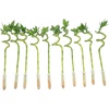 image:imageCosta Farms Lucky Bamboo Live Indoor Plant Easy Care Home DecorStalks Pack of 10