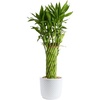 Modern Décor Planter