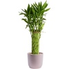 image:imageCosta Farms Lucky Bamboo Plant Easy to Grow Live Houseplant in Indoor Bamboo Pot Potting Mix Growers Choice Birthday Gift Home Office Plant Shelf Zen Room Decor 12Inches TallModern Dcor Planter Pot