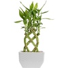 image:imageCosta Farms Lucky Bamboo Plant Easy to Grow Live Houseplant in Indoor Bamboo Pot Potting Mix Growers Choice Birthday Gift Home Office Plant Shelf Zen Room Decor 12Inches TallIndoor Garden Plant Pot