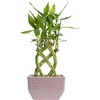 image:imageCosta Farms Lucky Bamboo Plant Easy to Grow Live Houseplant in Indoor Bamboo Pot Potting Mix Growers Choice Birthday Gift Home Office Plant Shelf Zen Room Decor 12Inches TallIndoor Bamboo Plant Pot