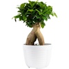 image:imageCosta Farms Mini Bonsai Live Indoor Plant Easy Care Home DecorDecorative Plant Pot