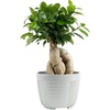 image:imageCosta Farms Mini Bonsai Live Indoor Plant Easy Care Home DecorDecorative Planter Pot