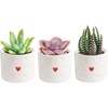 image:imageCosta Farms Mini Succulents Live Indoor Plant Easy Care Home DecorCute Dcor Succulent Planter
